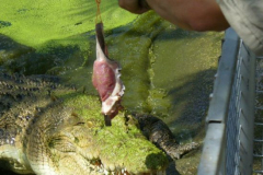 a1989821254173447-16265