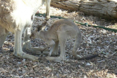 a2277081251532374-26734