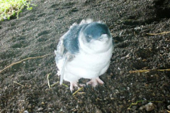 a2378691240141415-23393