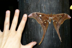 a2501721254173441-16265