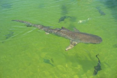 a2543671257805873-4100