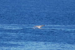 a2998111249798934-24868