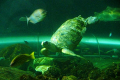 a3373461236932100-19987