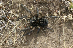 a4121561238665629-23783