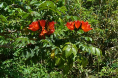 a4219251237593358-12097