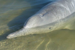 a4271271251532372-26734