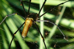 a4363991256858708-6468