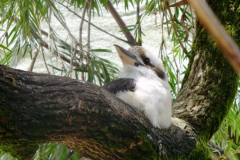 a4497121237593357-12097