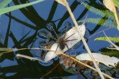 a4522971256300352-6248