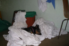 a4529511254173949-16265