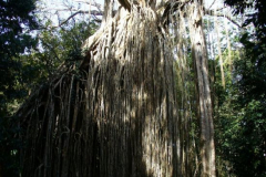 a4700581256299249-6248