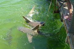 a5079761257805873-4100