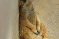 a5293121237593362-12097