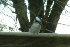 a5359741251532356-26734