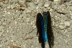 a5952521254174130-20106