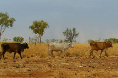 a7096081257805090-31500