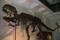 a7511931237376754-13259