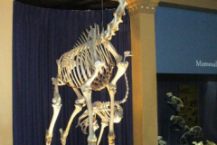 a7737611237376752-13259