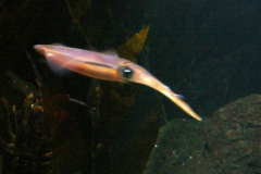 a8039951236932097-19987