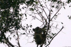 a8102781240141417-23393